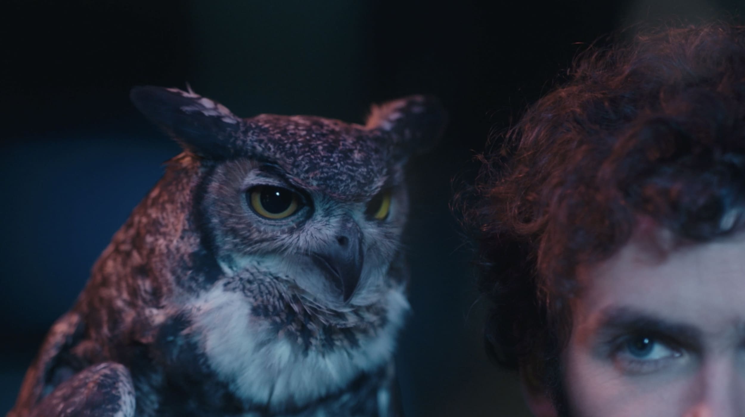 Búho en el hombro de un hombre.